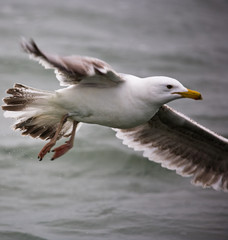mouette 18