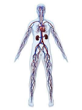 cardiovaskul&auml;res system