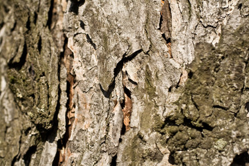 bark