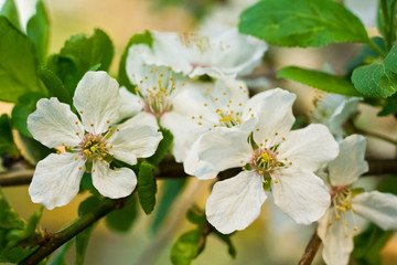 apple-tree blossom 5