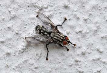 Fliege auf Hauswand