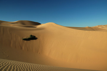 Fototapeta na wymiar Desert Bush