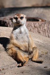 Sitting Meerkat