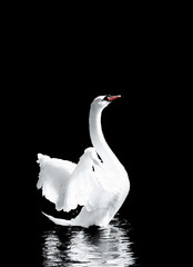 Swan
