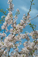 White blossom on tree branches with vivid blue sky
