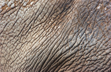 elephant skin