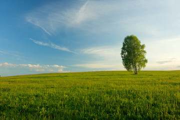 Fototapeta na wymiar Lonely birch in a field. Landscape.