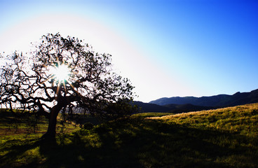 oak tree 