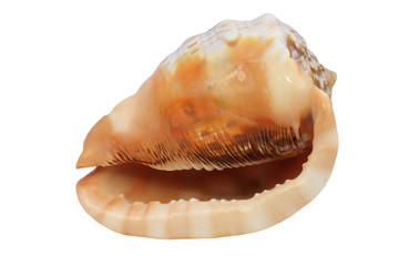 Sea Snail Shell