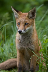 Alert young Red Fox cub