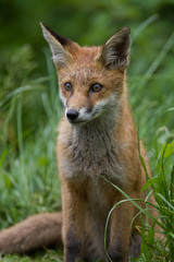 Alert young Red Fox cub