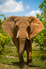 Fototapeta na wymiar Słoń afrykański ładowania