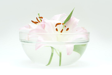 Flowers isolated on white