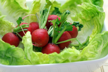 Salat mit Radieschen