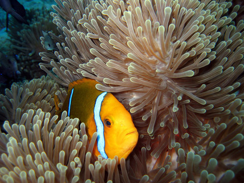 clown fish-poisson clown