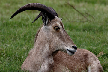 brown goat