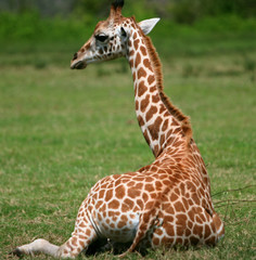 Fototapeta premium SITTING BABY GIRAFFE