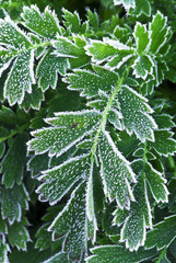 Frosty plants in late fall