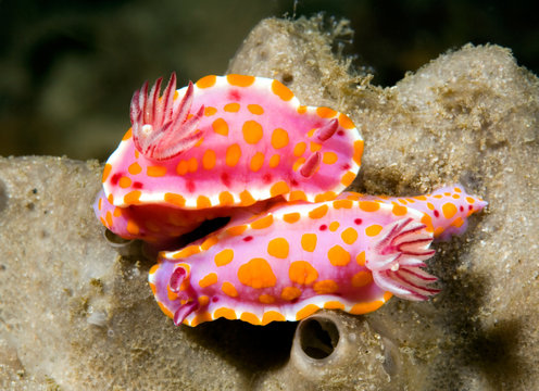 Nudibranchs