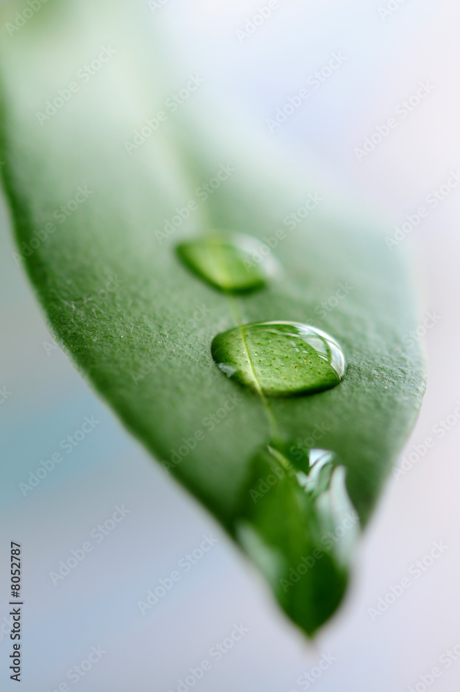 Canvas Prints green leaf with water drops