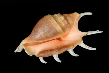 shell with horns