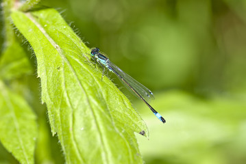 libellula 2
