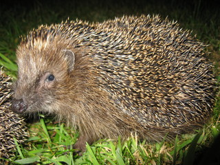 Der Braunbrustigel (Erinaceus europaeus), auch Westeuropäischer Igel oder Westigel genannt, ist...
