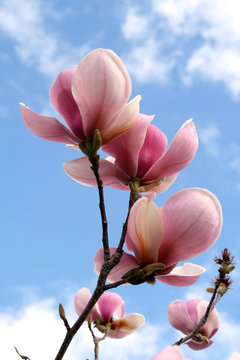 Fototapeta Magnolia Flower