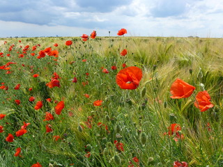 coquelicots et bl&eacute;