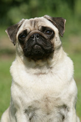 chien carlin portrait