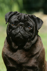 chien carlin portrait