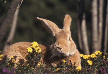 rongeur Lapin