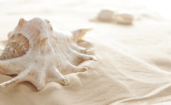 Big shell on beach