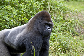 Gorilla