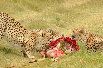 Cheetahs feeding © Anke van Wyk