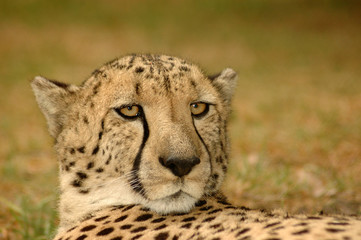 Cheetah portrait