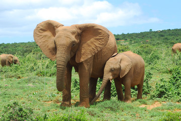 Fototapeta na wymiar Słonie