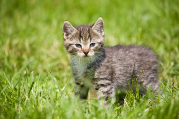 Naklejka na ściany i meble striped cat on the grass
