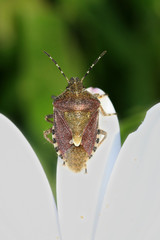 bug in a flower