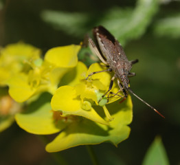 The bug on a flower