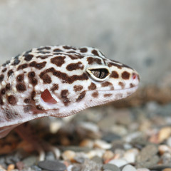 lizard
