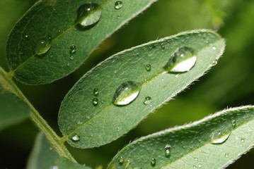 drops on a leaf