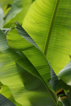 Bananenbl&auml;tter