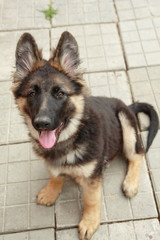 German shepherd puppy