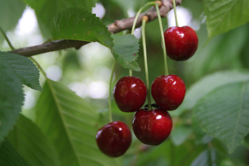 cherries
