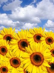 Obraz premium Summer Sunflowers