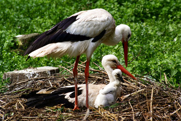 stork family