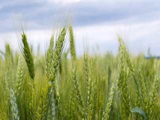 Wheat field