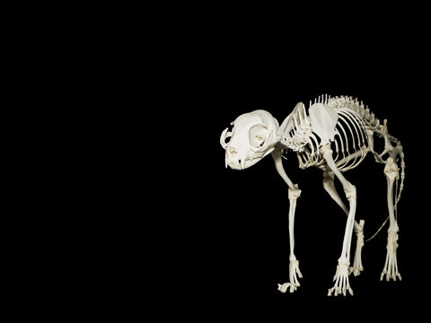 Felis Catus Skeleton