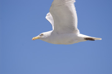 Seagull